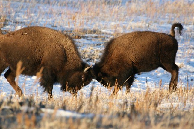 buffalo ramming on the twin pine ranch in wyoming