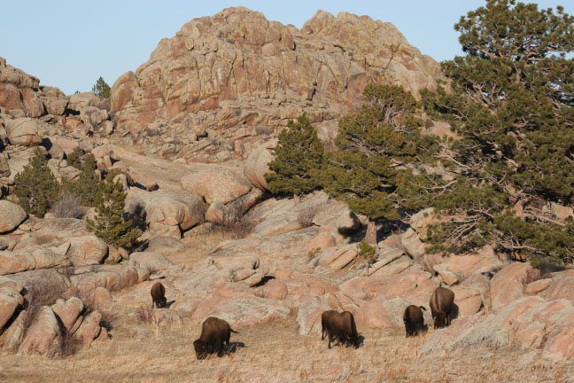 bison roaming the rock ridges at twin pine ranch in wyoming