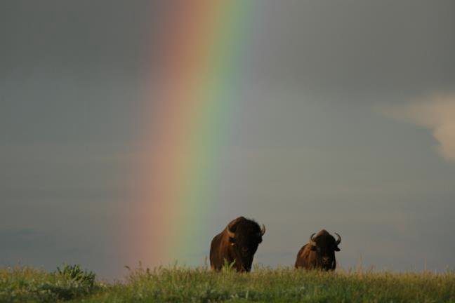 twin pine ranch buffalo with rainbow in the background