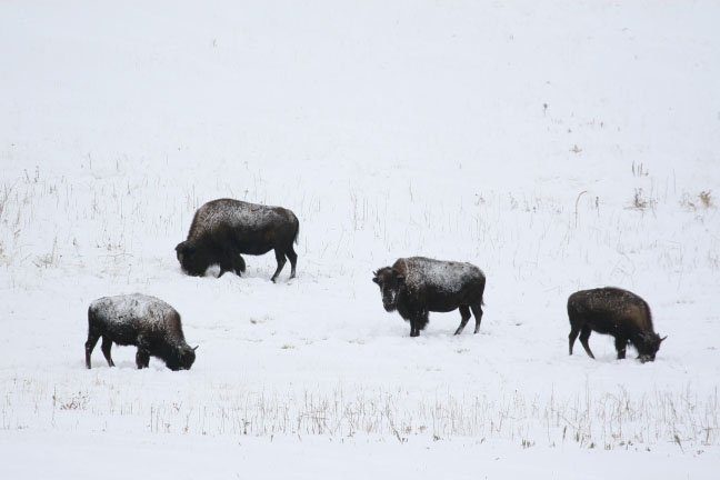 twin pine ranch buffalo in the snow in wyoming