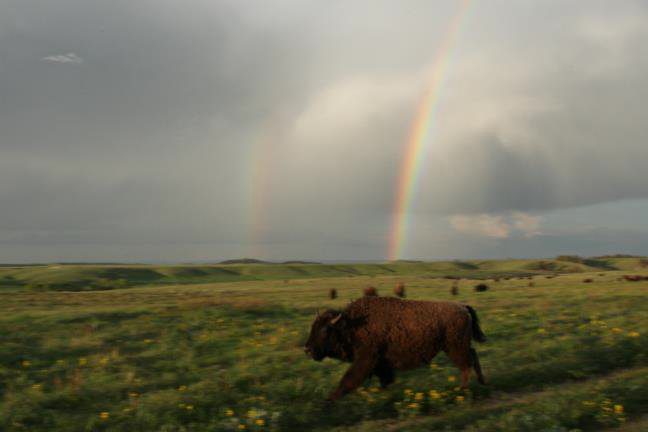twin pine ranch buffalo with rainbow in the background in wyoming
