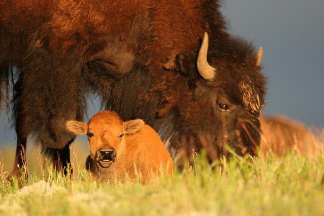 twin pine ranch buffalo with baby buffalo in wyoming