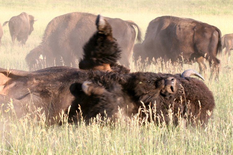 twin pine ranch buffalo in wyoming