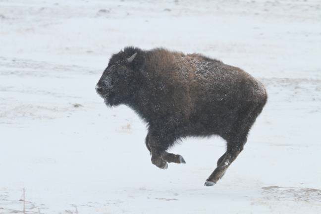 twin pine ranch bison jumping in wyoming