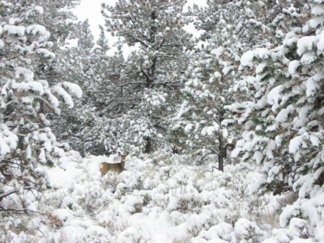 twin pine ranch deer snow in wyoming