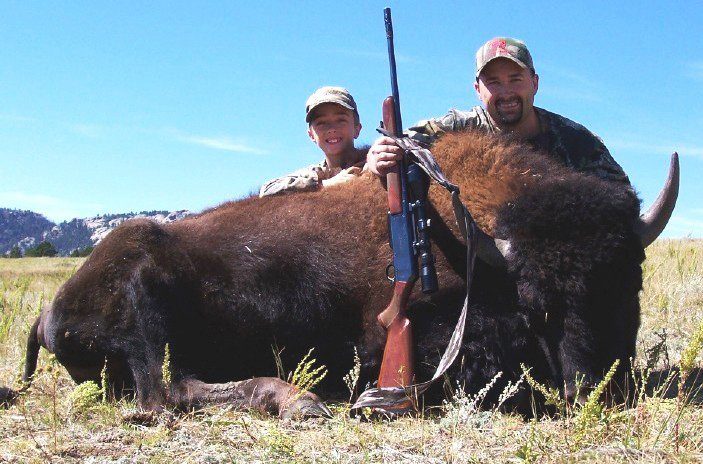 Young Bison Bull Hunts Young Bison Bull Hunts