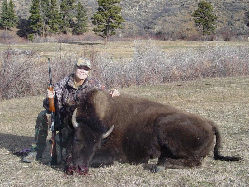 Young Bison Heifer Hunt Woman Rifle