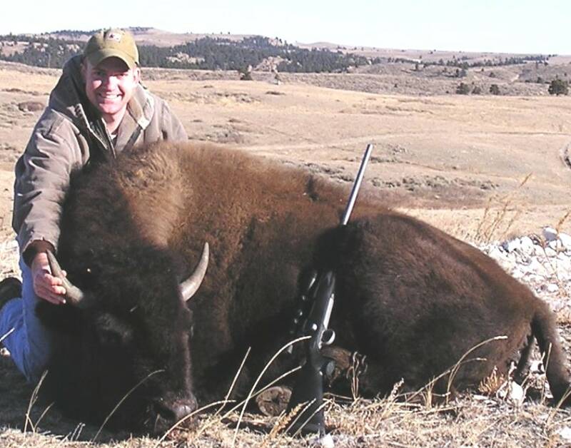 Young Bison Heifer Hunts