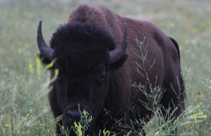 young bull gallery 01