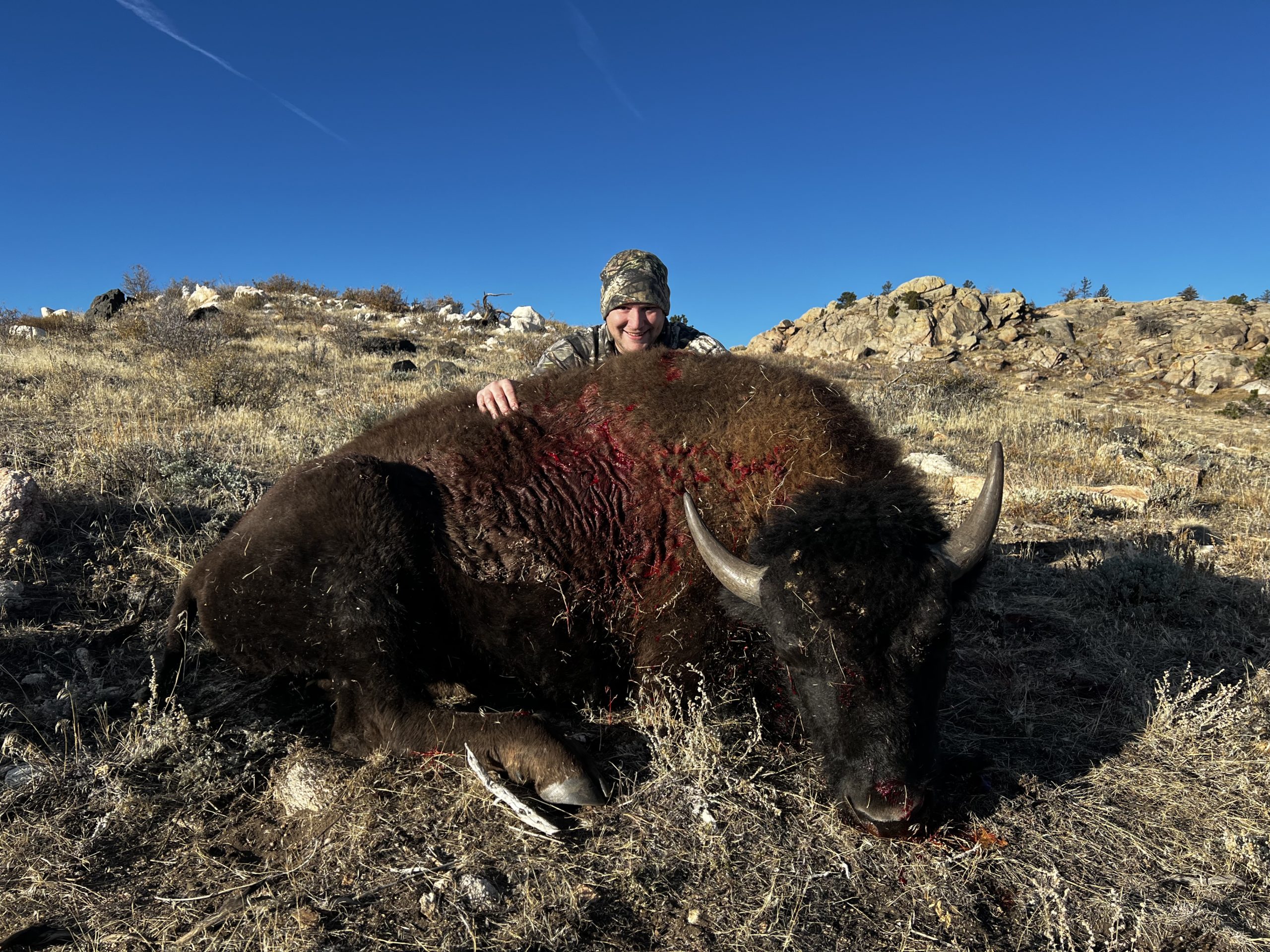 Young Bison Bull Hunts Spring